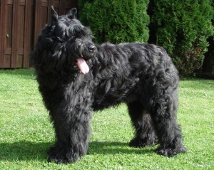 Bouvier des Flandres