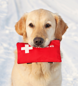 Preparing Your Dog for Disasters 