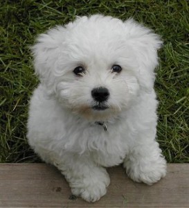 bichon frize