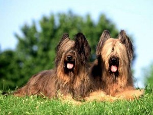 briard