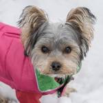 dog crates for small dogs