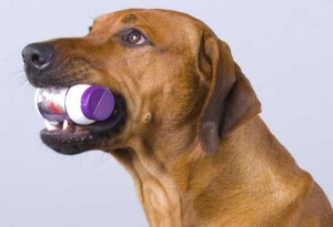  Phenobarbital for Dogs