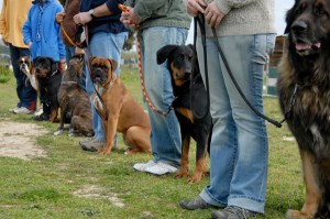 Dog Training School