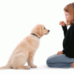 Dog Training Tips