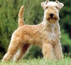 Wire-haired Terriers