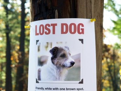 How to Find a Lost Dog 