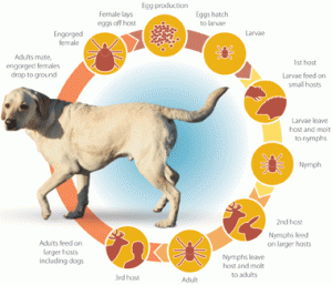 lyme-disease-in-dogs