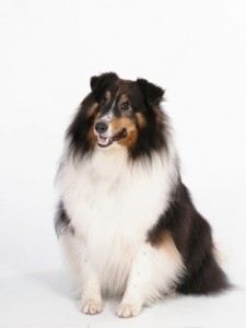 sheltie shetland sheepdog