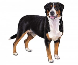 Mountain Dog Breeds